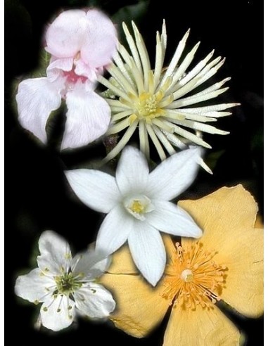 BACH RESCUE REMEDY