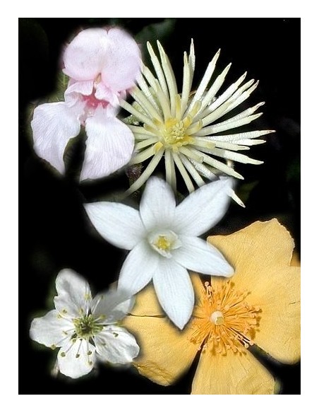 BACH RESCUE REMEDY